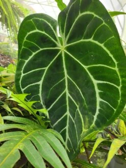 Anthurium Magnificum