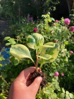 Marble Peperomia Obtusifolia Rubber Plant | Bare Root 9 Marble Peperomia Obtusifolia Rubber Plant | Bare Root -Cheap Plantly Store marble 1 1