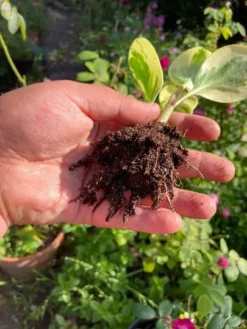 Marble Peperomia Obtusifolia Rubber Plant | Bare Root 8 Marble Peperomia Obtusifolia Rubber Plant | Bare Root -Cheap Plantly Store marble1