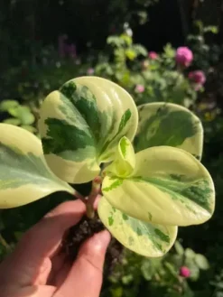 Cheap Plantly Store -Cheap Plantly Store marble2