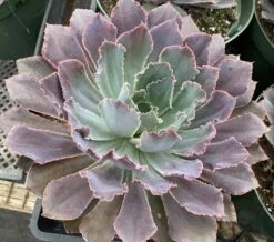 Mature Succulent Plant Echeveria Neon Breaker. -Cheap Plantly Store mat breaker 1