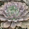 Mature Succulent Plant Echeveria Neon Breaker. 1 Mature Succulent Plant Echeveria Neon Breaker. -Cheap Plantly Store mat breaker