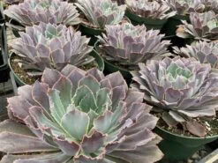 Mature Succulent Plant Echeveria Neon Breaker. -Cheap Plantly Store mat breaker 2