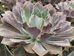 Mature Succulent Plant Echeveria Neon Breaker. -Cheap Plantly Store mat breaker 3