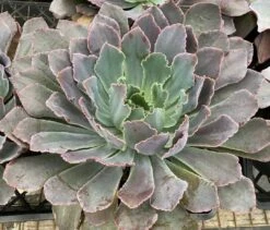 Mature Succulent Plant Echeveria Neon Breaker. -Cheap Plantly Store mat breaker 4