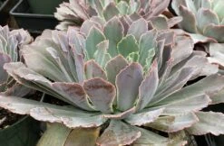 Mature Succulent Plant Echeveria Neon Breaker. -Cheap Plantly Store mat breaker 5