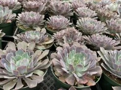 Mature Succulent Plant Echeveria Neon Breaker. -Cheap Plantly Store mat breaker 6