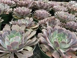 Mature Succulent Plant Echeveria Neon Breaker. -Cheap Plantly Store mat breaker 7