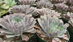 Mature Succulent Plant Echeveria Neon Breaker. -Cheap Plantly Store mat breaker 8