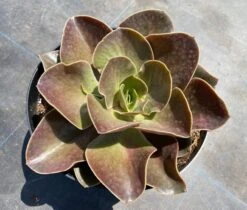 Mature Echeveria Fireglow -Cheap Plantly Store mat fireglow 2 1