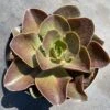 Mature Echeveria Fireglow -Cheap Plantly Store mat fireglow 2