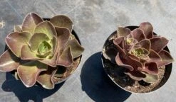 Mature Echeveria Fireglow -Cheap Plantly Store mat fireglow 3 1