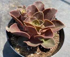 Mature Echeveria Fireglow -Cheap Plantly Store mat fireglow 4