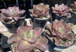Mature Echeveria Fireglow -Cheap Plantly Store mat fireglow 5