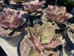 Mature Echeveria Fireglow -Cheap Plantly Store mat fireglow 6
