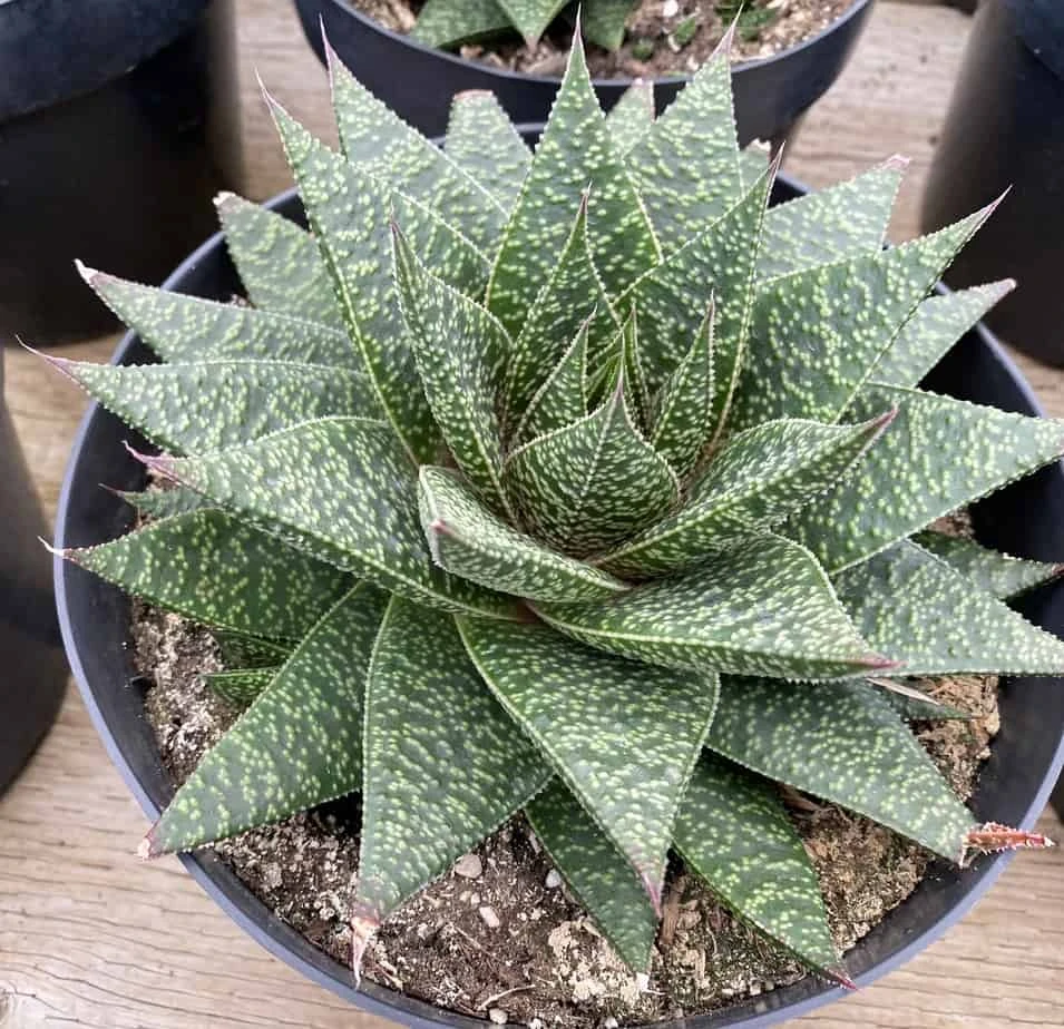 Succulent Plant Gasteria 'Flo' 10 Succulent Plant Gasteria 'Flo' - Image 8