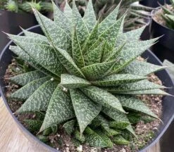 Succulent Plant Gasteria 'Flo' 19 Succulent Plant Gasteria 'Flo' -Cheap Plantly Store mat flo