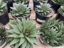 Succulent Plant Gasteria 'Flo' 16 Succulent Plant Gasteria 'Flo' -Cheap Plantly Store mat flo 3