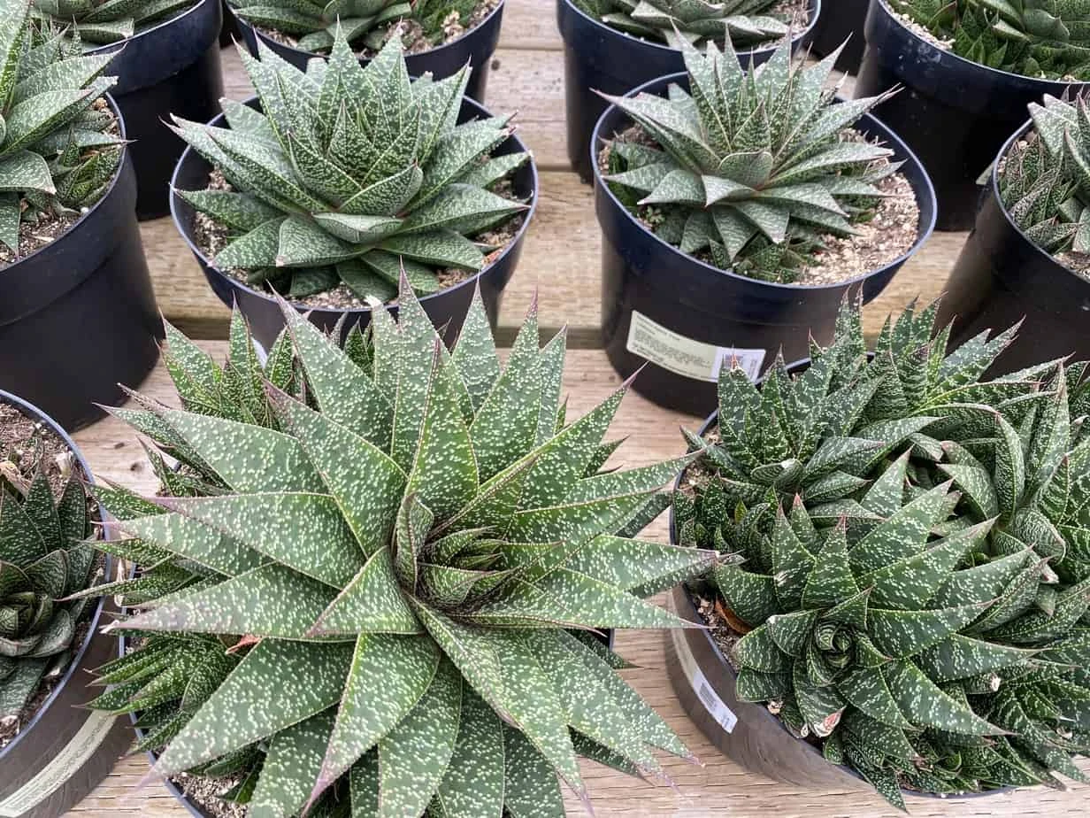 Succulent Plant Gasteria 'Flo' 8 Succulent Plant Gasteria 'Flo' - Image 6