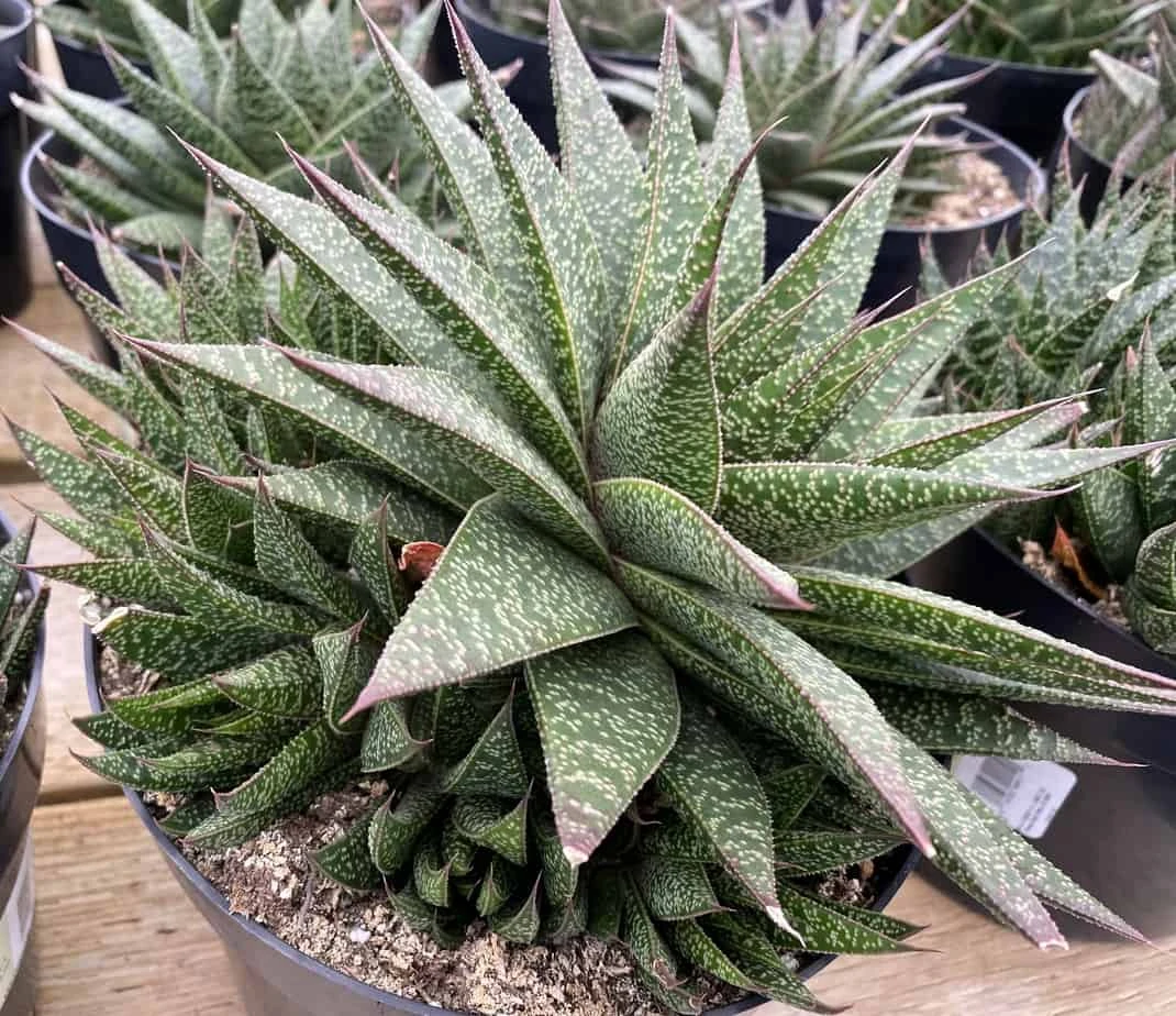 Succulent Plant Gasteria 'Flo' 7 Succulent Plant Gasteria 'Flo' - Image 5