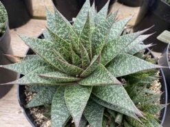 Succulent Plant Gasteria 'Flo' 14 Succulent Plant Gasteria 'Flo' -Cheap Plantly Store mat flo 5