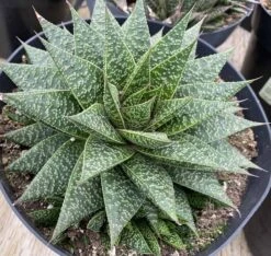 Succulent Plant Gasteria 'Flo' 13 Succulent Plant Gasteria 'Flo' -Cheap Plantly Store mat flo 6