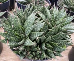 Succulent Plant Gasteria 'Flo' 12 Succulent Plant Gasteria 'Flo' -Cheap Plantly Store mat flo 7