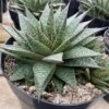 Succulent Plant Gasteria 'Flo' -Cheap Plantly Store mat flo 8