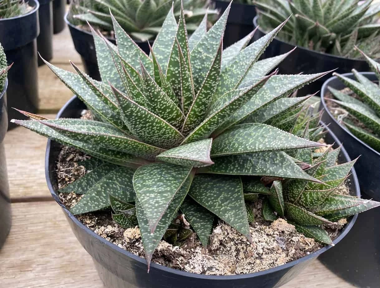 Succulent Plant Gasteria 'Flo' 3 Succulent Plant Gasteria 'Flo'