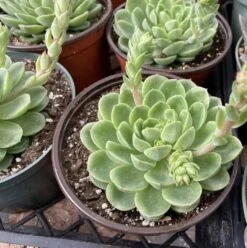 Large Succulent Plants -Cheap Plantly Store mat lc 1