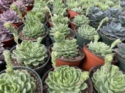 Large Succulent Plants -Cheap Plantly Store mat lc 2