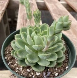 Large Succulent Plants -Cheap Plantly Store mat lc