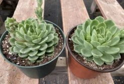 Large Succulent Plants -Cheap Plantly Store mat lc 4