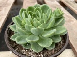 Large Succulent Plants -Cheap Plantly Store mat lc 5