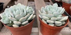 Mature Succulent Plant Graptoveria 'Moonglow'. -Cheap Plantly Store mat moon 1