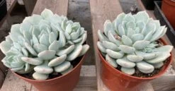 Mature Succulent Plant Graptoveria 'Moonglow'. -Cheap Plantly Store mat moon 2