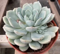 Mature Succulent Plant Graptoveria 'Moonglow'. -Cheap Plantly Store mat moon 3