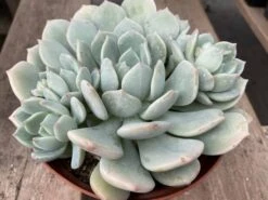 Mature Succulent Plant Graptoveria 'Moonglow'. -Cheap Plantly Store mat moon 5