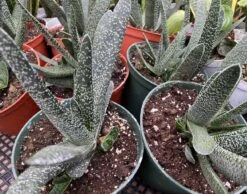 Mature Aloe "Little Warty".