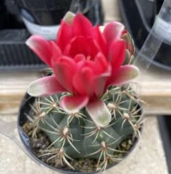 Cactus Plant Medium Chin Cactus -Cheap Plantly Store med chin 1