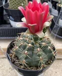 Cactus Plant Medium Chin Cactus -Cheap Plantly Store med chin 2 1