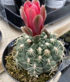 Cactus Plant Medium Chin Cactus -Cheap Plantly Store med chin