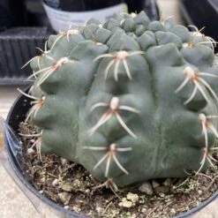 Cactus Plant Medium Chin Cactus -Cheap Plantly Store med chin 3