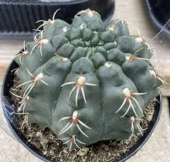 Cactus Plant Medium Chin Cactus -Cheap Plantly Store med chin 4