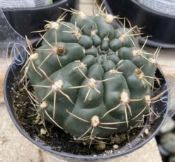 Cactus Plant Medium Chin Cactus -Cheap Plantly Store med chin 5
