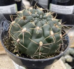 Cactus Plant Medium Chin Cactus -Cheap Plantly Store med chin 6