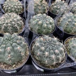 Cactus Plant Medium Chin Cactus -Cheap Plantly Store med chin 7 1