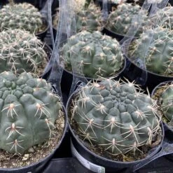 Cactus Plant Medium Chin Cactus -Cheap Plantly Store med chin 8