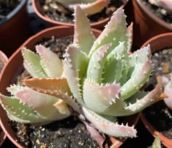 Medium Crocodile Aloe Or Aloe Previfolia -Cheap Plantly Store med crocodile 1