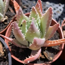 Medium Crocodile Aloe Or Aloe Previfolia -Cheap Plantly Store med crocodile 2